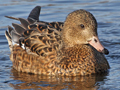 Gadwall x Eurasian Wigeon hybrid